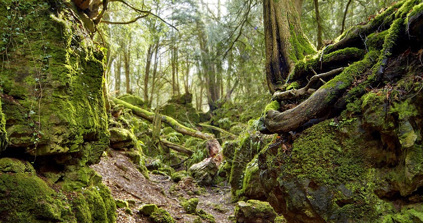 puzzlewood-roots